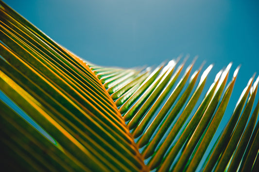 green leaves, blue skies